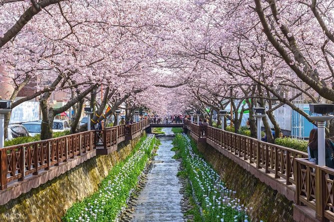 The Beauty of the Korea Cherry Blossom Discover 9days 8nights - The Sum Up