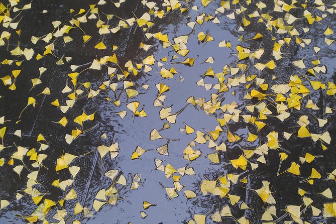 The Beauty of the Korea Fall Foliage Discover 9days 8nights - Additional Information and Terms