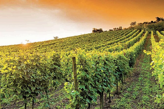 The Bellet Wine Tasting - Cancellation Policy and Reviews