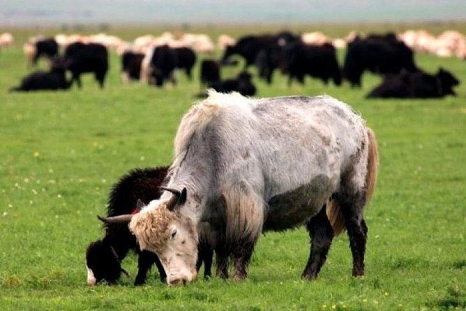 The Best 3 Day Tour in Mongolia - Frequently Asked Questions
