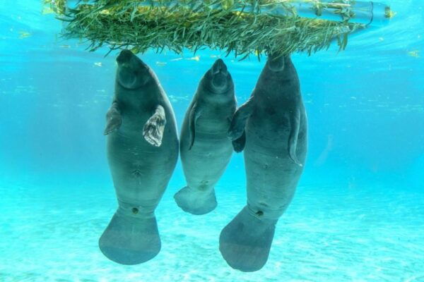 The BEST Bangkok Tours and Things to Do - Common Questions