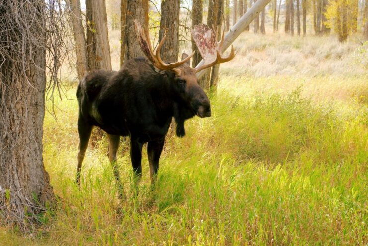 The BEST Cody, Wyoming Tours and Things to Do - Yellowstone National Park Tours