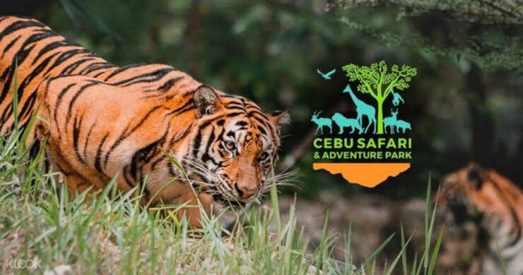 The BEST Danao City Tours and Things to Do - Top-Rated Danao City Tours