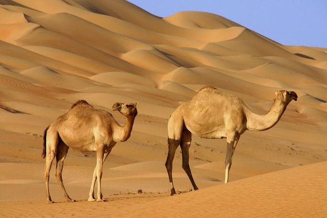 The Best Dubai Desert Safari With Quad Biking & Dune Bashing & BBQ & Live Show - Delicious BBQ Feast in a Desert Camp