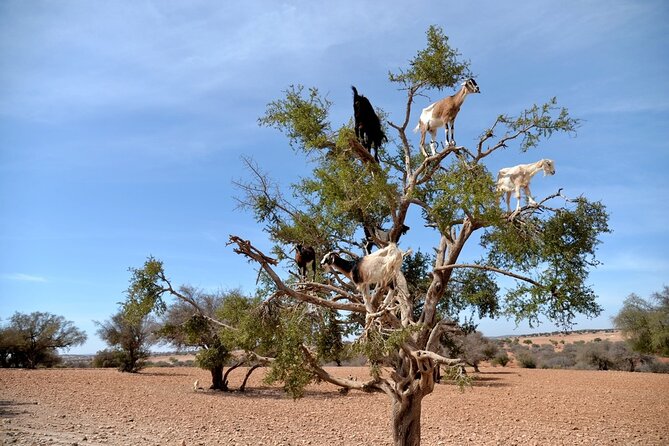 The Best Essaouira Day Trip From Marrakech - Explore the Medina of Essaouira