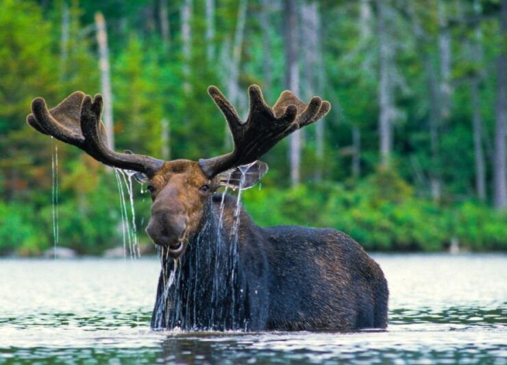 The BEST Jackson, Wyoming National Parks - Jackson National Elk Refuge Sleigh Ride