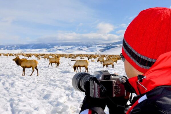 The BEST Jackson, Wyoming National Parks - Grand Teton National Park Wildlife Safari