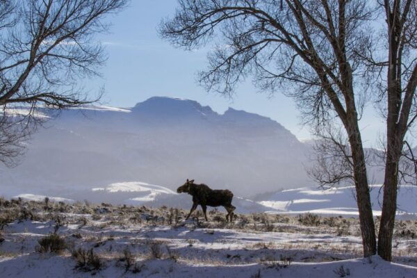 The BEST Jackson, Wyoming National Parks - Common Questions