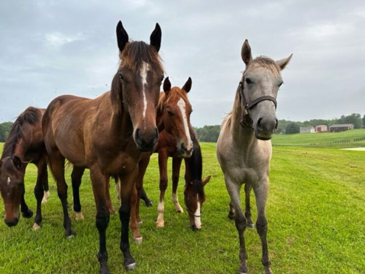 The BEST Kentucky Tours and Things to Do - Lexington Tours and Activities