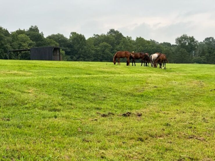 The BEST Kentucky Tours and Things to Do - Napier Tours and Activities