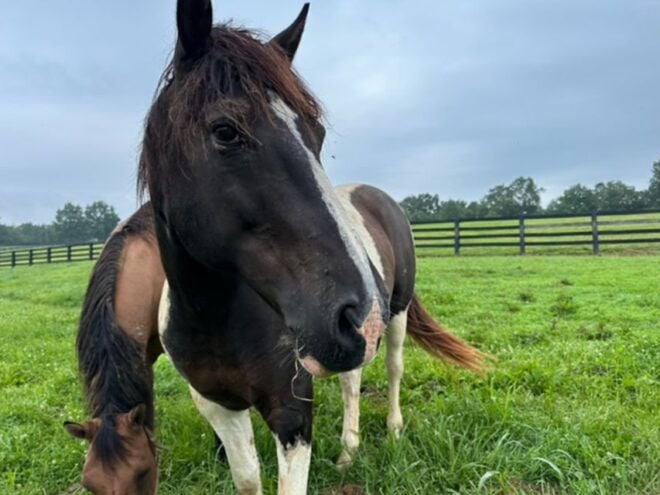 The BEST Kentucky Tours and Things to Do - Horse Farm Tour and Keeneland Race Track Visit