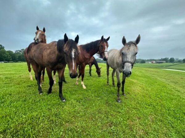 The BEST Kentucky Tours and Things to Do - Ohio River Cruise With Buffet Dinner