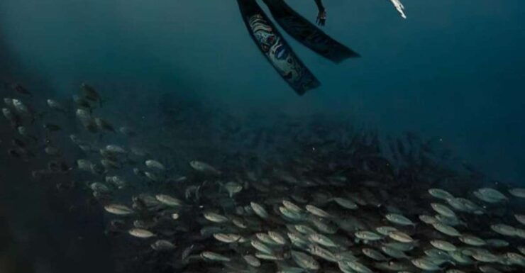 The BEST Moalboal Tours and Things to Do - Top-Rated Moalboal Diving Tours