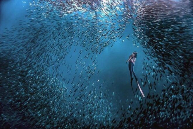 The BEST Moalboal Tours and Things to Do - Explore Pescador Islands Vibrant Marine Life