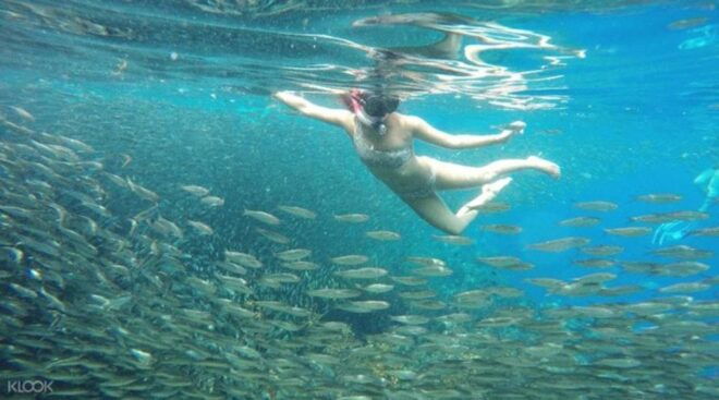 The BEST Moalboal Tours and Things to Do - Thrilling Whale Shark Encounters