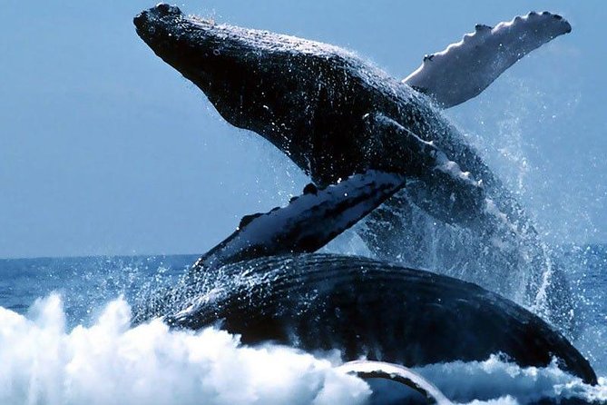 The Best of Cape Town: Whale Watching Full Day Tour - Exclusive Whale-Watching Permit