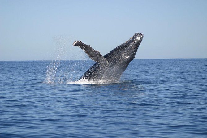 The Best of Cape Town: Whale Watching Full Day Tour - Limited Boat Capacity