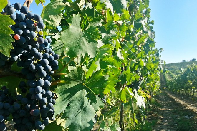 The Best of Chianti Classico Wine Private Tour With Dinner in a Boutique Estate - Traditional Tuscan Dinner Experience