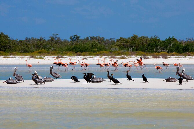 The Best of Holbox Bird Island, Passion Island and Yalahau Cenote - FAQ