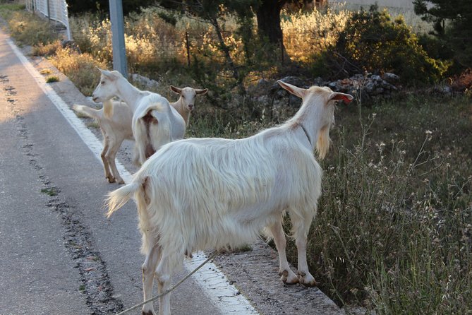 The Best of Hvar Small Group Tour With Wine Tasting and Dinner - Meeting and Pickup