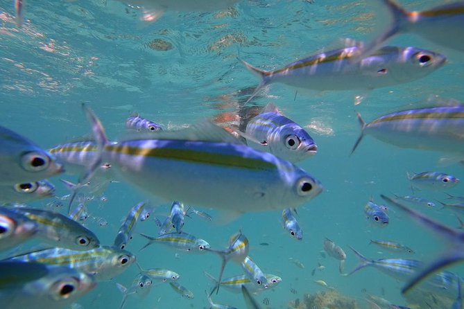 The Best Of Maldives For Solo Traveler - Operating Hours: Monday - Sunday, Friday, Saturday