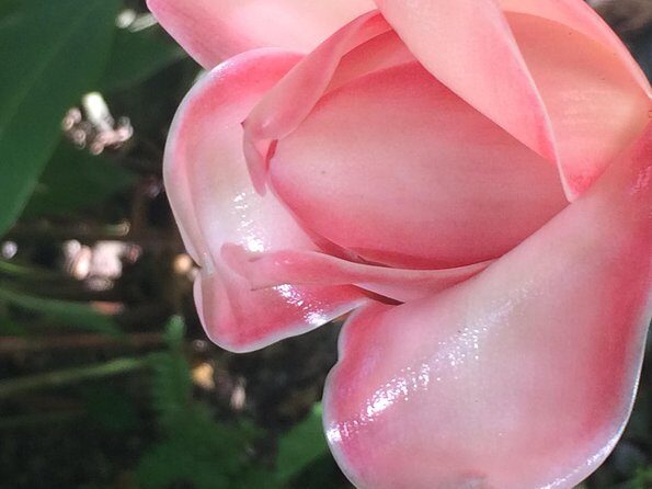 The Best of Saint Lucia Tour - Value and Overall Impression