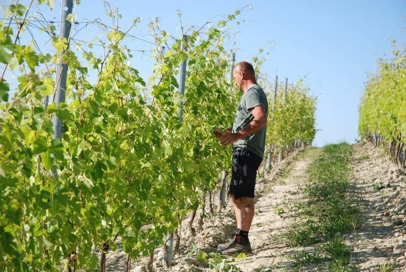 The Best of the Langhe: Wine Tasting & Traditional Meal - Good To Know