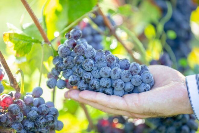 The BEST San Jose, California Tours - Cultural and Historical Tours in San Jose