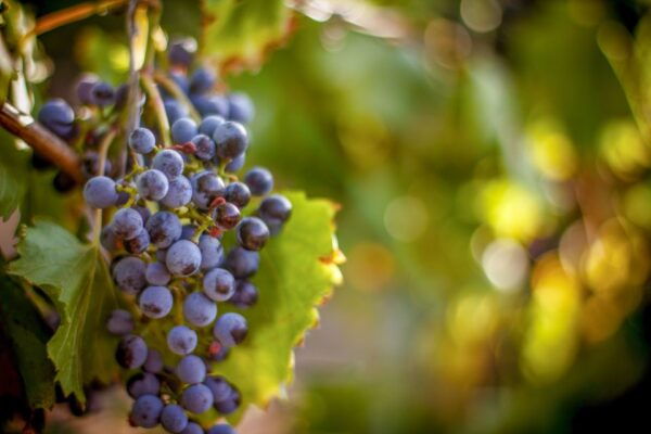 The BEST San Jose, California Tours - Common Questions