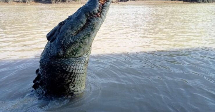 The Best Tour of Litchfield and Crocodiles on the River - Tour Highlights