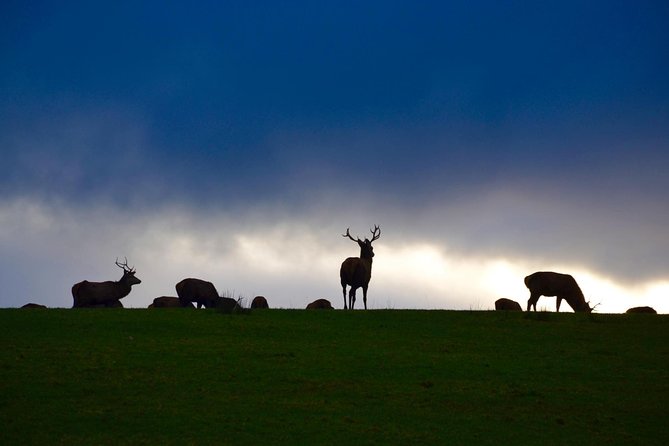 The Best Two Day Tours in Ireland: The Ring of Kerry and Dingle Slea Head Tours - The Sum Up