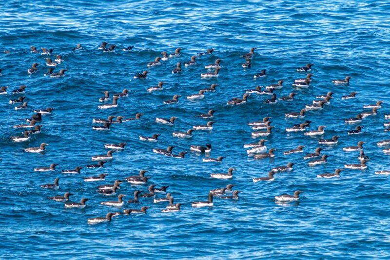 The Bird Safari Tour - Who Should Consider This Tour?