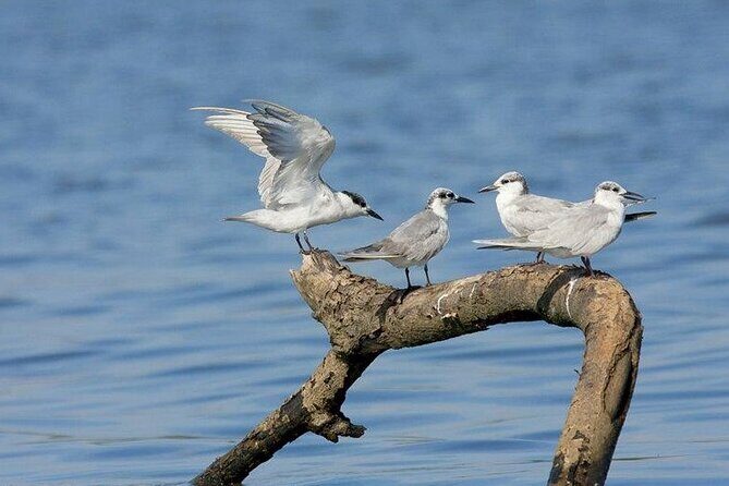 The birdwatchers quest:through the Swamp of Royal TreasureMuturajawela Wetlands - Good To Know