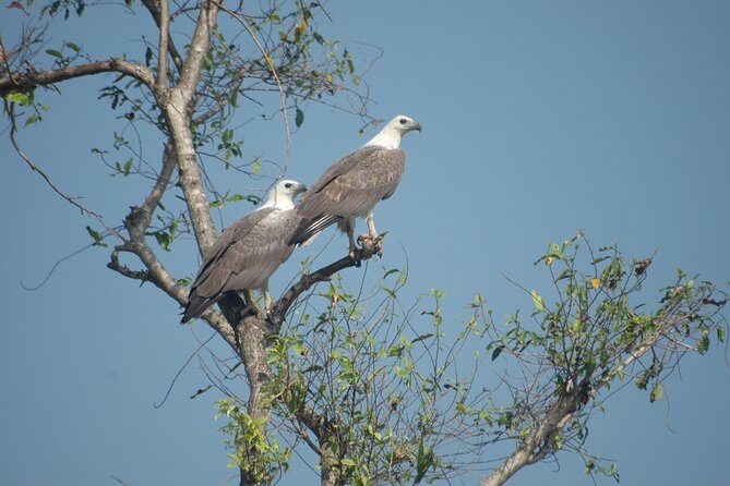 The birdwatchers quest:through the Swamp of Royal TreasureMuturajawela Wetlands - Who Will Love This Tour?