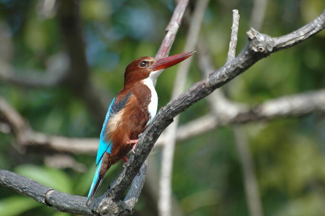 The birdwatchers quest:through the Swamp of Royal TreasureMuturajawela Wetlands - Additional Insights from Reviews