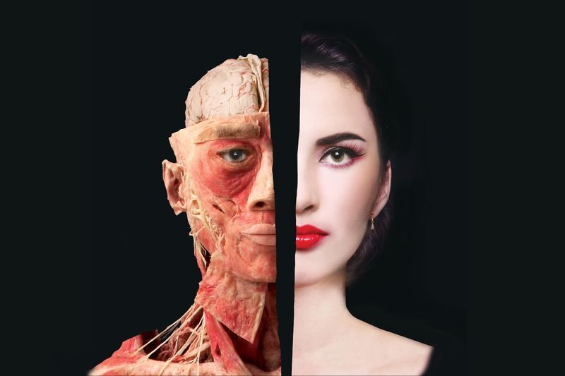 The Bodies Exhibition Ticket in Las Vegas - The useful details at a glance