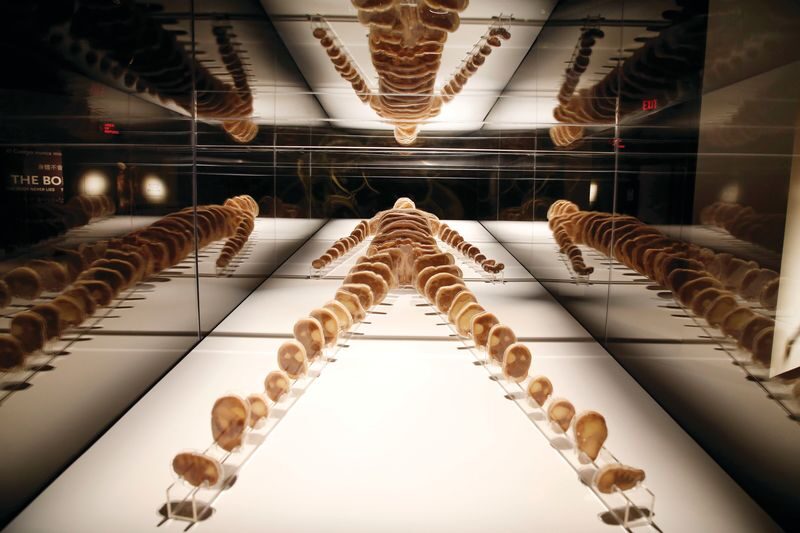 The Bodies Exhibition Ticket in Las Vegas - A close look at the human body at Luxor