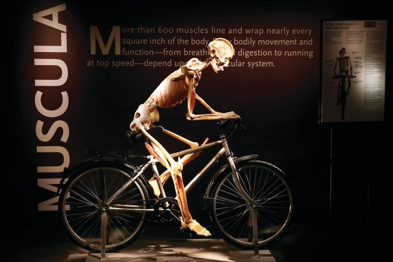 The Bodies Exhibition Ticket in Las Vegas - Getting to Luxor and planning your entry