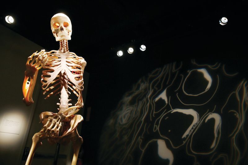 The Bodies Exhibition Ticket in Las Vegas - Who should make time for this exhibit?