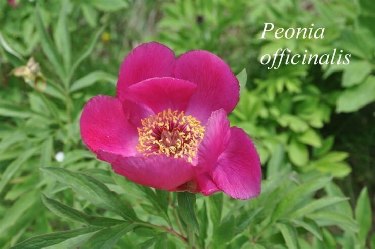 THE BOTANICAL GARDENS OF AOSTA VALLEY - Pricing Details
