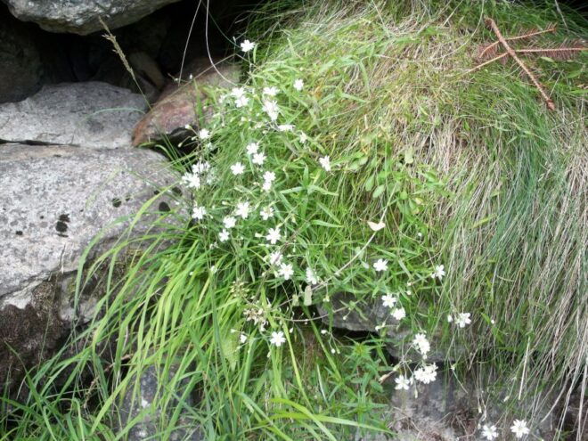 THE BOTANICAL GARDENS OF AOSTA VALLEY - Itinerary for Garden Visits
