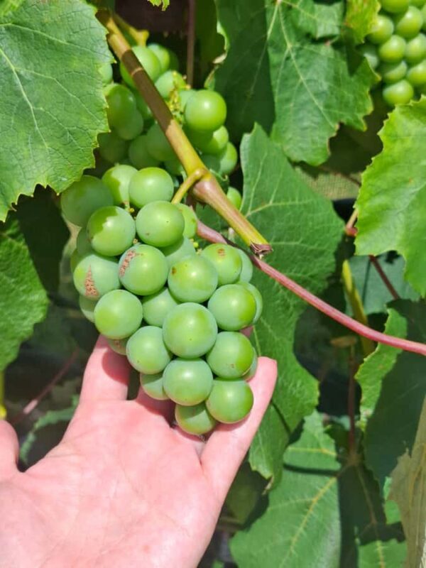 The Boutique Experience: Waiheke Island Best Cellar Tour - Final Thoughts