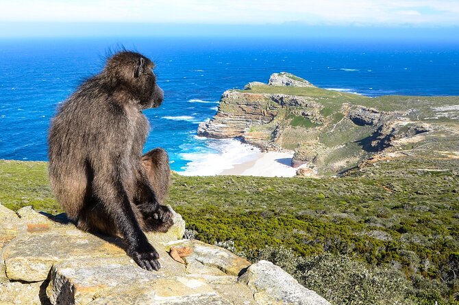 The Cape Peninsula Half Day Tour in Cape Town - Pricing and Booking Details