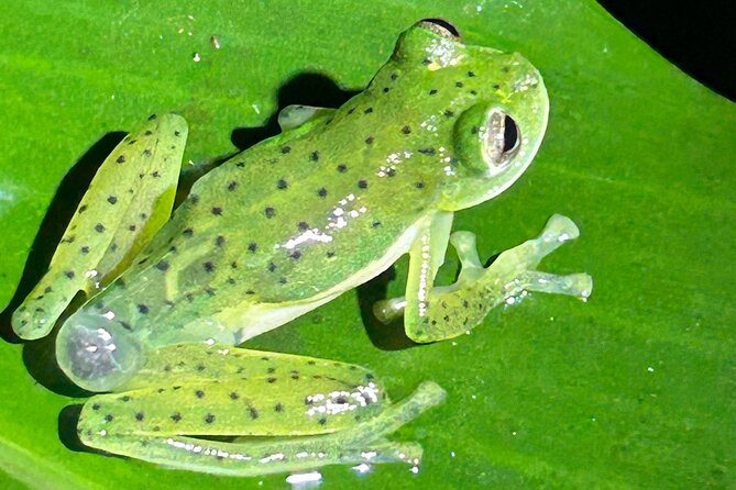 The Carpenter Night Tour San Jose Hidden Nocturnal Wildlife - Inclusions and Exclusions