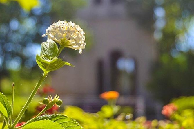 The Cartuja of Seville. - Art and Decorations