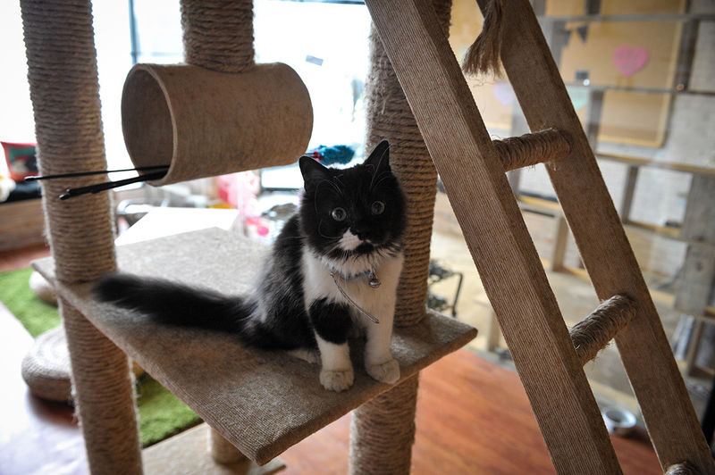 The Cat Cabin Ticket in Jakarta - The Cat Cabin at a glance
