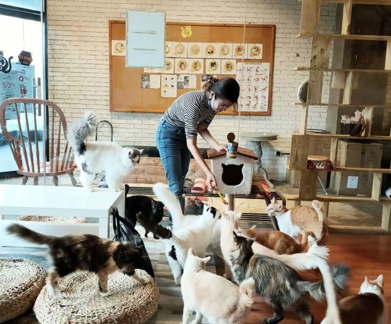 The Cat Cabin Ticket in Jakarta - An hour with cats, not a scheduled show