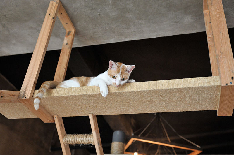 The Cat Cabin Ticket in Jakarta - A calm room, with cats in charge