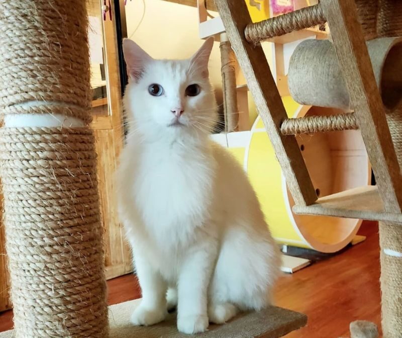 The Cat Cabin Ticket in Jakarta - The ticket price and what it covers