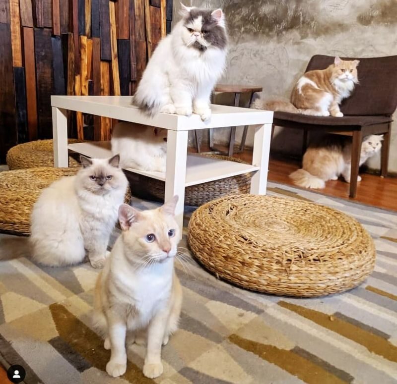 The Cat Cabin Ticket in Jakarta - Choosing your time and planning around the cats